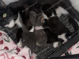 3 female kittens ready to be rehomed 4 weeks