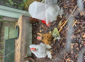 Male Golden seabright for sale