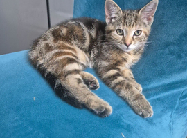 Kitten for rehoming
