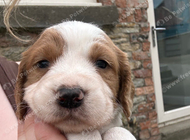3/4 cocker 1/4 springer pups