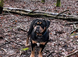 The 6 years old female (NEED GONE ASAP)