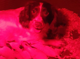 Sprocker spaniel puppies