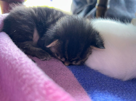 Two male kittens