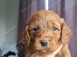 Absolutely stunning golden cockerpoo