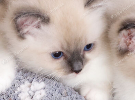 Ragdoll Cross