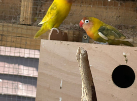 Beautiful love birds