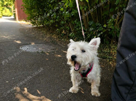 kc registered westie highland terrier girl for sale