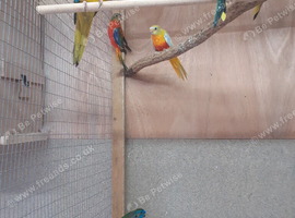Hen Turquoisine