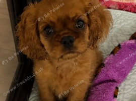 Home Raised Cavalier King Charles Dog