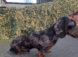 Miniture silver dapple dachshund stud