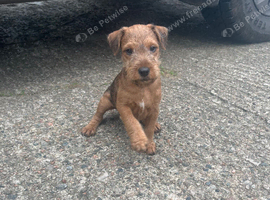 Lakeland terrier pups