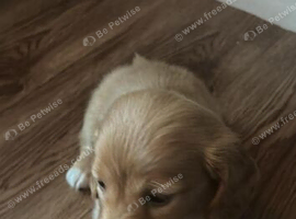 Cream daschund