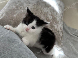 Kittens for sale