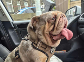 Lilac Merle bulldog