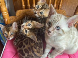 Bengal kittens