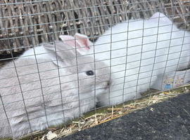 4 Baby Bunnies for Sale