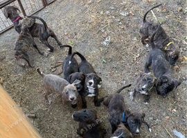 Lurcher Puppies