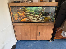 Male and female bearded dragon