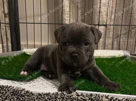 Blue staffordshire bull terrier puppies