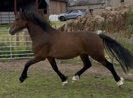 3 year old Welsh D