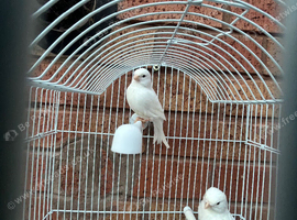 Pair of Pure white canaries for sale 2025