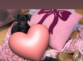 Jack Russell cross Patterdale puppies