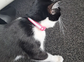 Domestic house kittens