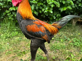 Modern Game Cockerel