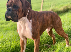 Boxer Male