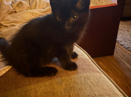 3 Adorable Kittens Looking for Their Forever Homes