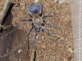 Tarantulas collection for sale