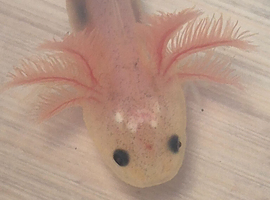 Axolotl: Lucianic Albinos  3 months old Babies
