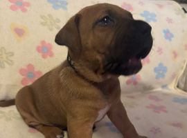 Cane Corso x Presa Canario Puppies