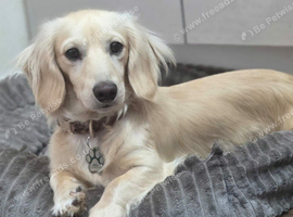 Cream long haired boy stud