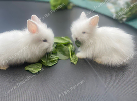 Double mane Lionhead babies