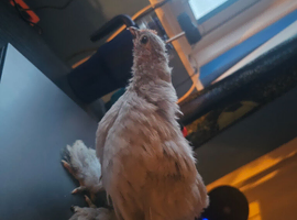 Chicken pekin bantams cocks