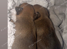 Chihuahua puppies for sale