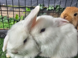 Mini lops