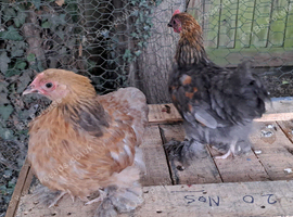 Young Pekin Bantam Pair