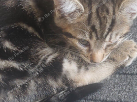 4 kittens girls left
