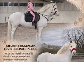 Connemara stallion at stud