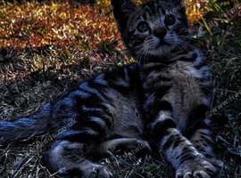 Part bengal kittens ready for loving homes