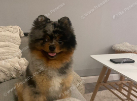 Black merle tri Pomeranian