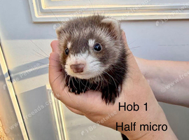 1/2 micro ferret hobs