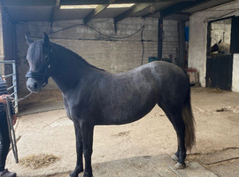 Stunning, willing childs pony 12&rdquo;1