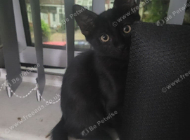 Kittens for sale