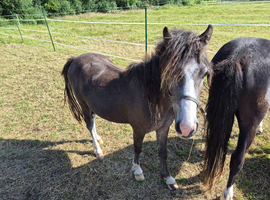 I have lovely 2 year old Welsh a gelding