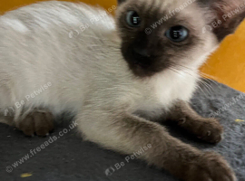 Female Siamese kitten