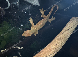 Mossy Gecko
