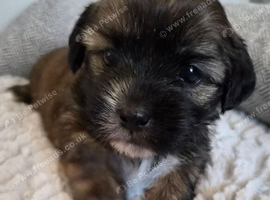 Beautiful shorkie puppies (Shih-tzu x Yorkshire terrier)- family raised